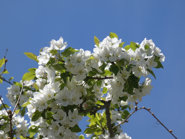 White 'Maybride' Crabapple Blossoms London, ON