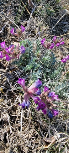 Purple Flower Lethbridge, AB