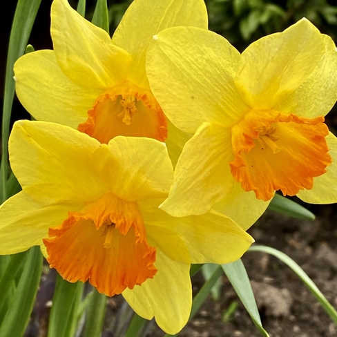Daffodils Maitland, Ontario, CA