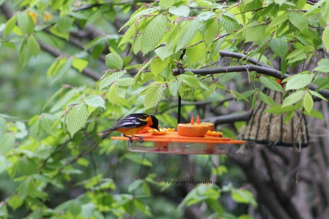 Baltimore Oriole Cabbagetown-South St. James Town, Ontario, CA