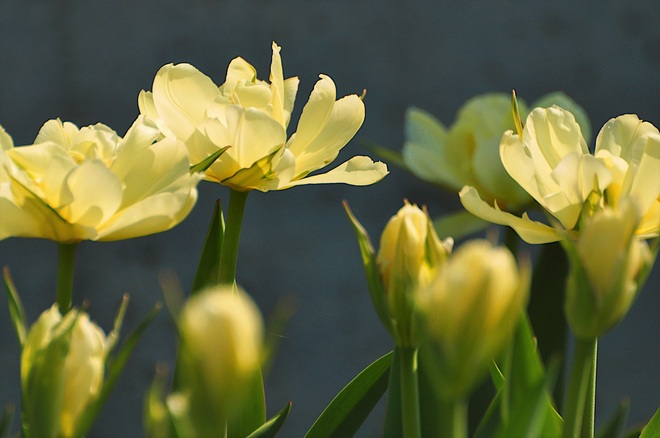 La saison des tulipes Gatineau, QC