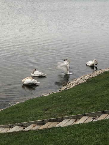Wild Trumpeter Swans Huron-Kinloss, ON