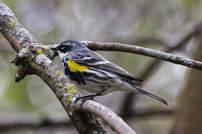 Yellow- rumped Warbler Kingston, ON