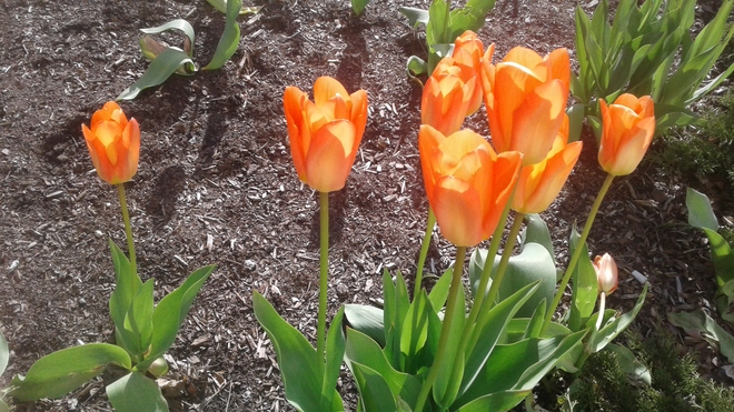 Beautiful Tulips on a Bright Sunny Morning Orangeville, ON