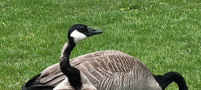 My geese are back Sudbury, ON