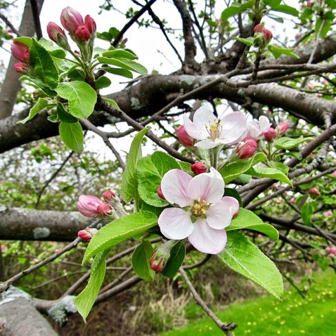 MacIntosh Apple Blossom Cornwall, On