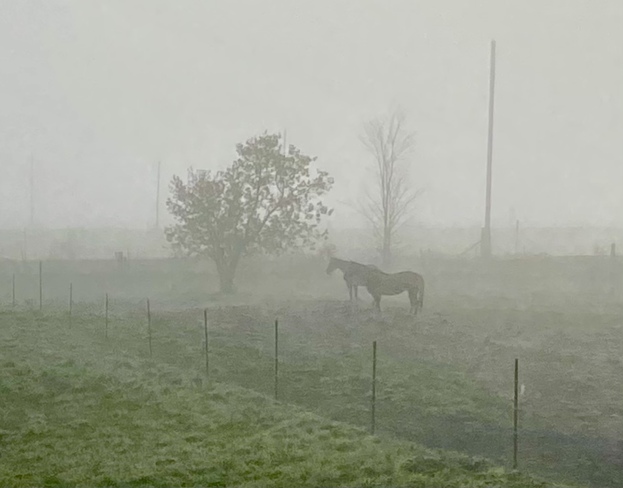 Misty morning in the Ottawa Valley Cobden, ON