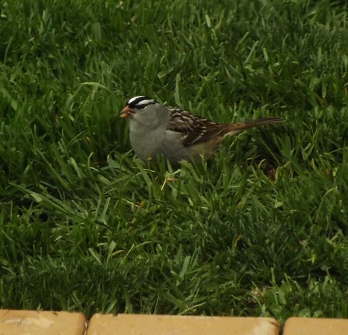 White Crowned Sparrow London, ON