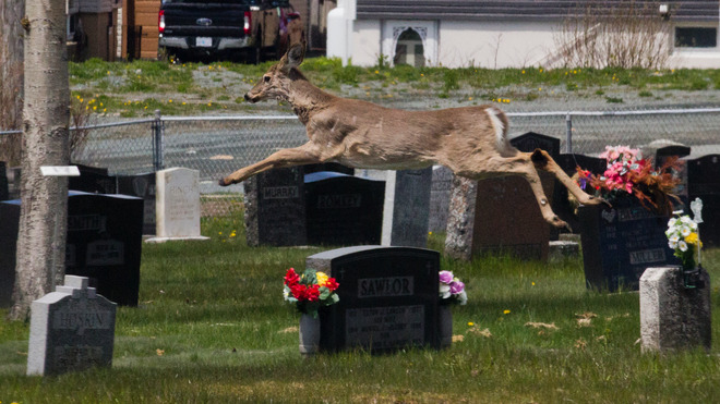 Flying Deer Eastern Passage, Nova Scotia