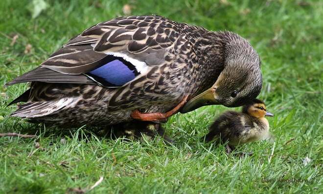 2021-May-09 - Mallard duck bonding with her baby Esquimalt Lagoon, Colwood, BC