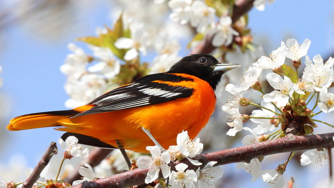 Baltimore Oriole Port Weller, St. Catharines, ON