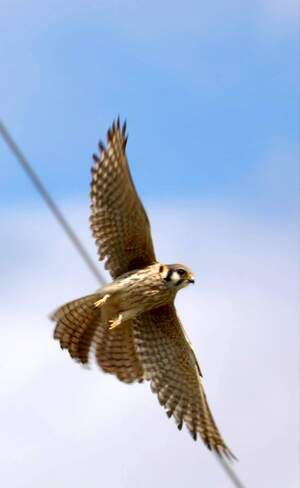 female kestrel falcon Hedley, BC