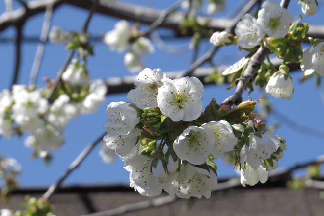 cherry blossoms Toronto, ON