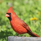Cardinal de toute beauté