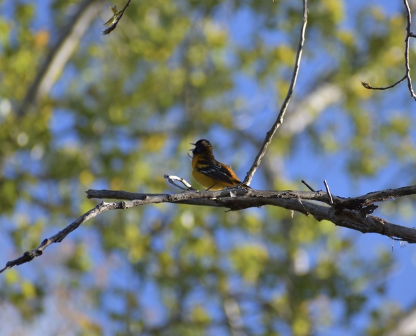 A beautiful clear, blue sky day with Orioles singing Tilbury, Chatham-Kent, ON