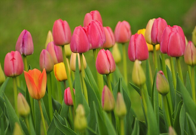 La saison des tulipes Gatineau, QC