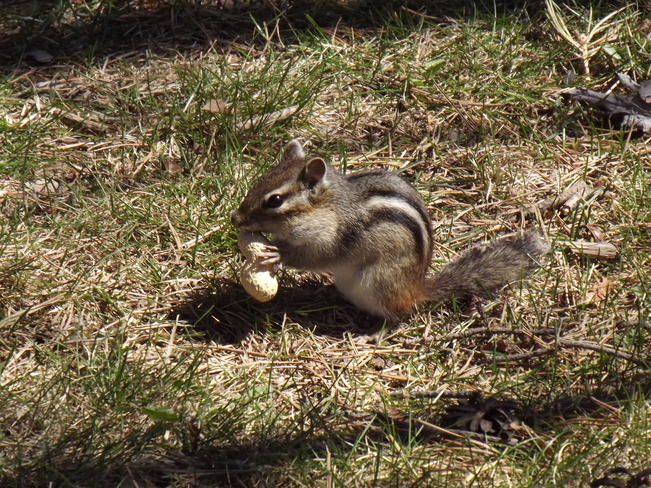 PEANUT HOARDER Terry Fox Scenic Lookout, Thunder Bay, ON P0T, Canada