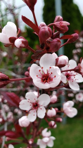 fleurs du printemps Le Gardeur, QC