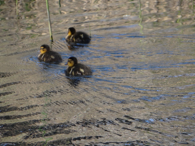 Baby Ducks @ High Park Grenadier Pond, Toronto, ON