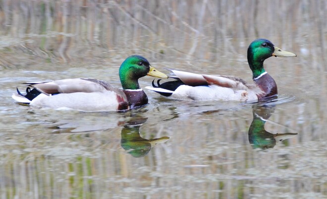 Ducks Windsor, ON