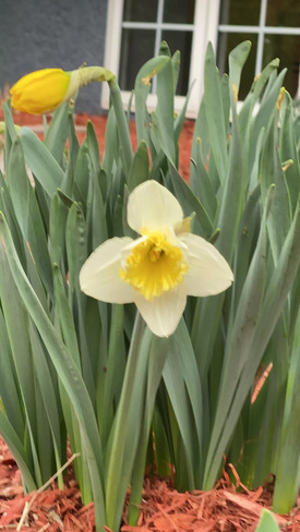 Fleur du printemps Sainte-Catherine, QC