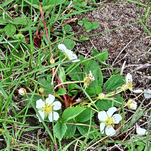 Wild Strawberry Blooms Cornwall, ON