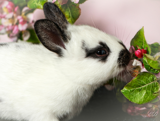 Bébé lapin et fleur de pommiers Bromont, QC