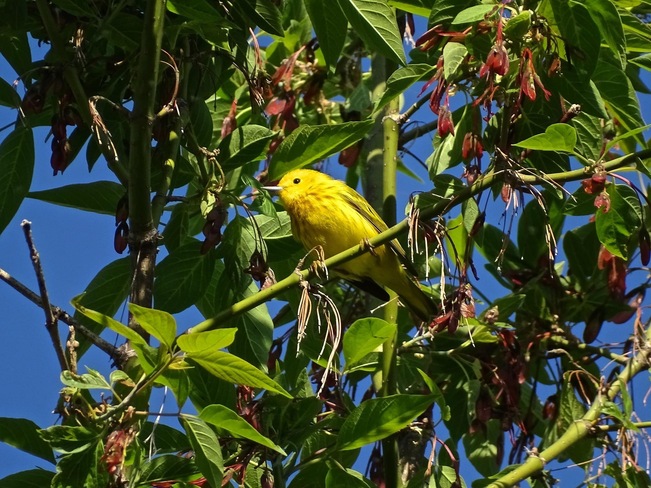 Paruline jaune Boucherville, QC
