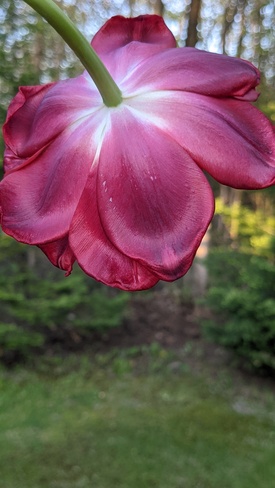 tulipe Bellefeuille, QC