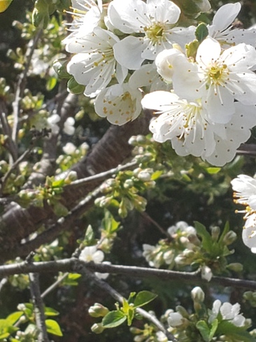 fleurs de cerises Sherbrooke, QC