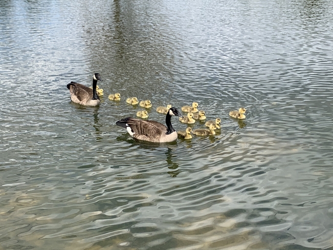 Mama and dada goose out for a swim Etobicoke, Ontario, CA