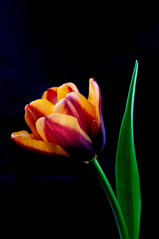 Beautiful Tulips Thornbury, Clarksburg, The Blue Mountains, ON