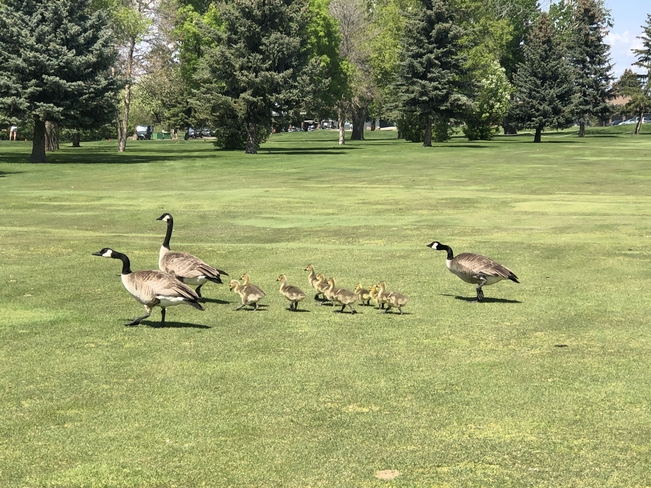 Family of geese on the golf course! Medicine Hat, Alberta, CA
