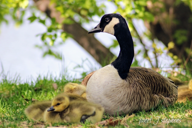 Mother goose and her goslings Ottawa, Ontario, CA