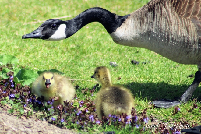 Goose and her goslings Ottawa, Ontario, CA