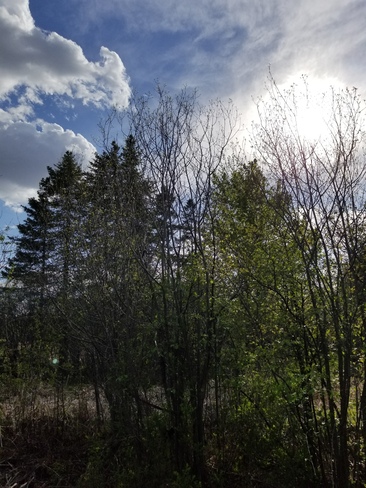 Enjoying the sunshine on the Jack Pine Trail today! Ottawa, ON