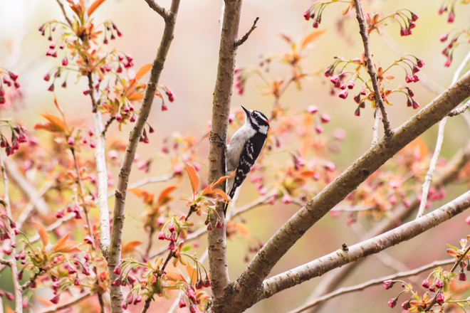 Hairy Woodpecker Halifax, NS