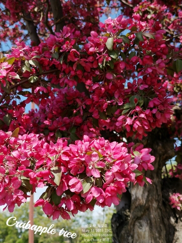 Wow! Summer feel 23C Crabapple tree in full bloom Thornhill May 16 2021 Thornhill, ON