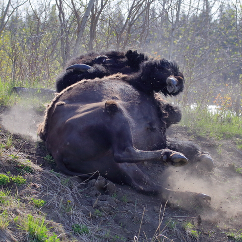Plain bison male Elk Island National Park, Range Rd 203, Fort Saskatchewan, AB