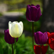 Des tulipes et encore de belles tulipes