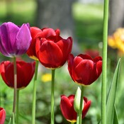 Des tulipes et encore de belles tulipes