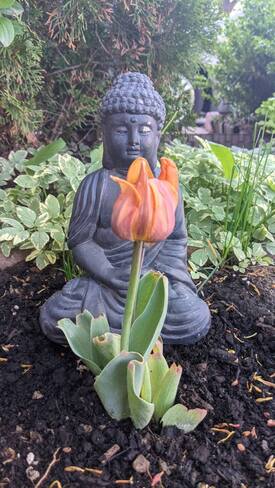 bhutha meditating in garden Brampton, ON
