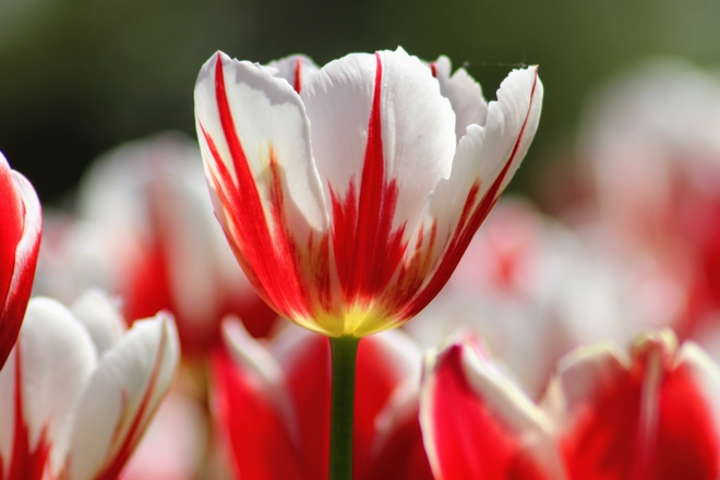 The Canada 150 tulip Ottawa, Ontario, CA