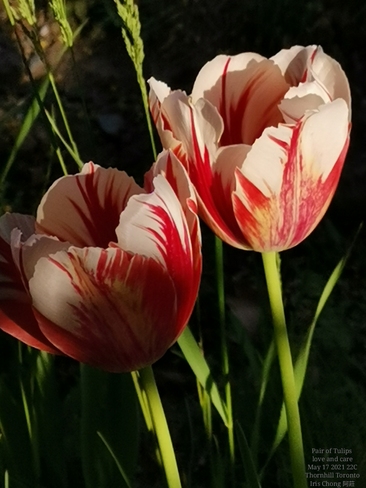Pair of Tulips - Love and Care - 22C Thornhill summer feel - May 17 2021 Thornhill, ON