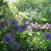 Alliums au jardin d&#39;ombre