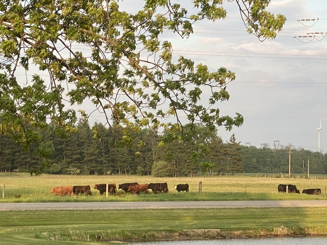 Cows Haldimand, Ontario | N0A 1J0