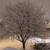 L&#39;arbre de neige
