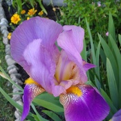 Iris magnifique!