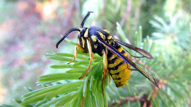 Soggy Bee on Pine Tree Toronto, ON