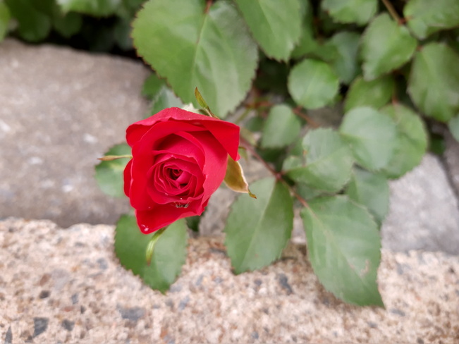 rouge rose Boucherville, QC